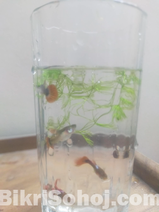 Full Red Rose Guppy Fish
